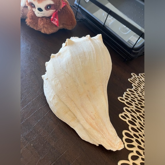 CONCH SHELL - Picture 2 of 8